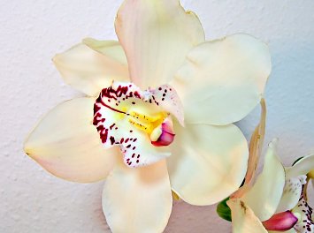 Orhideea Nunta Galati
